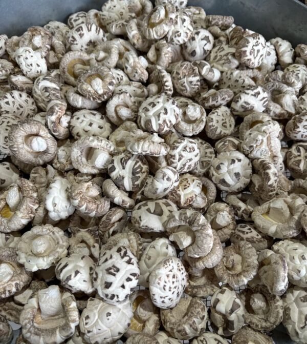 随州香菇Suizhou Lentinus edodes - Image 3