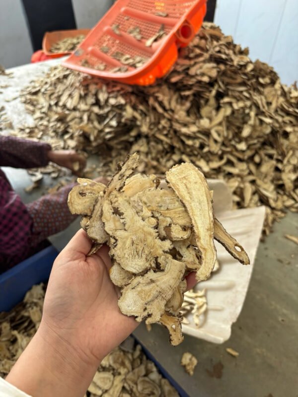 当归 Angelica sinensis - Image 3