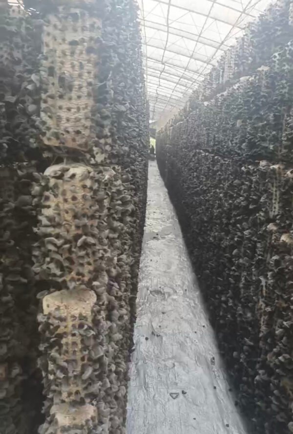 东北木耳Dongbei edible tree fungus - Image 2