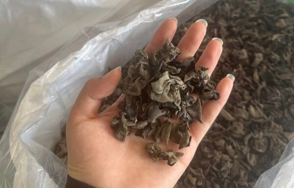 东北木耳Dongbei edible tree fungus - Image 3