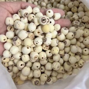 莲子lotus seed