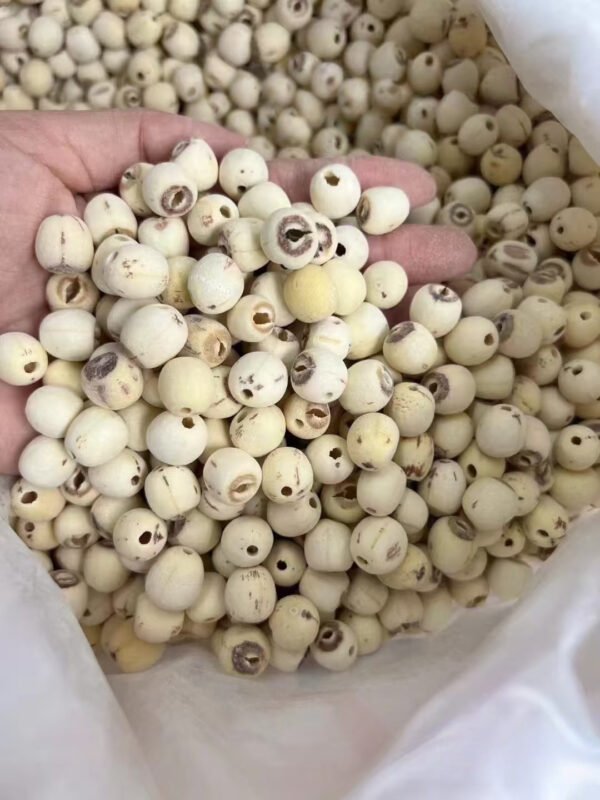 莲子lotus seed