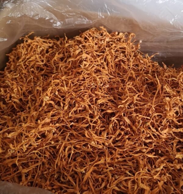 虫草花Cordyceps Flower - Image 3