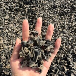 东北木耳Dongbei edible tree fungus