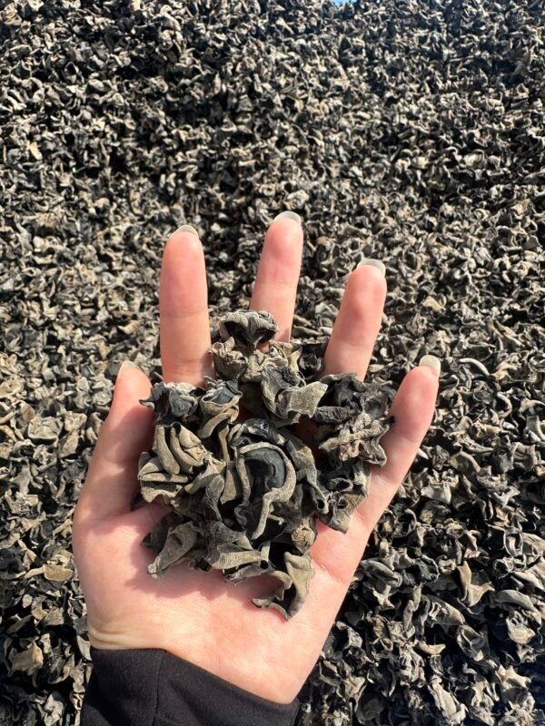 东北木耳Dongbei edible tree fungus