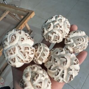 随州香菇Suizhou Lentinus edodes
