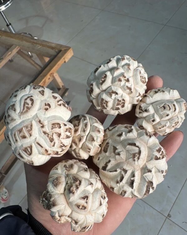 随州香菇Suizhou Lentinus edodes