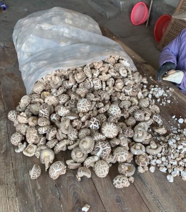 随州香菇Suizhou Lentinus edodes - Image 2