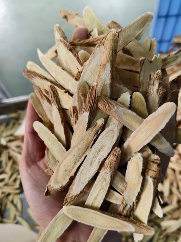 黄芪 Astragalus membranaceus - Image 3