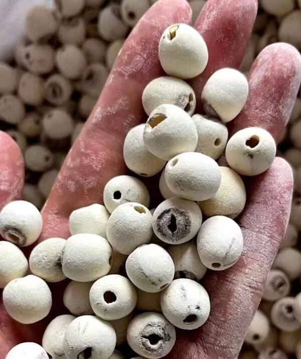 莲子lotus seed - Image 2