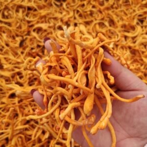虫草花Cordyceps Flower