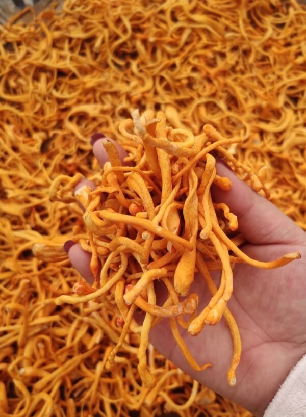 虫草花Cordyceps Flower