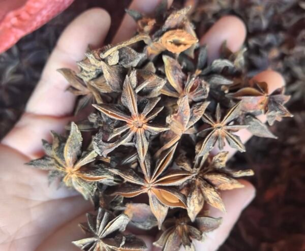 八角 aniseed - Image 5