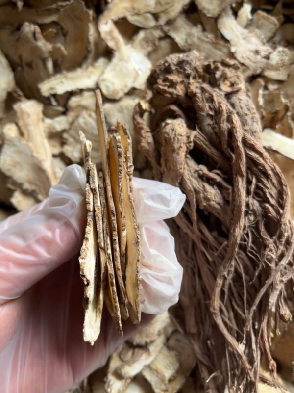 当归 Angelica sinensis - Image 5